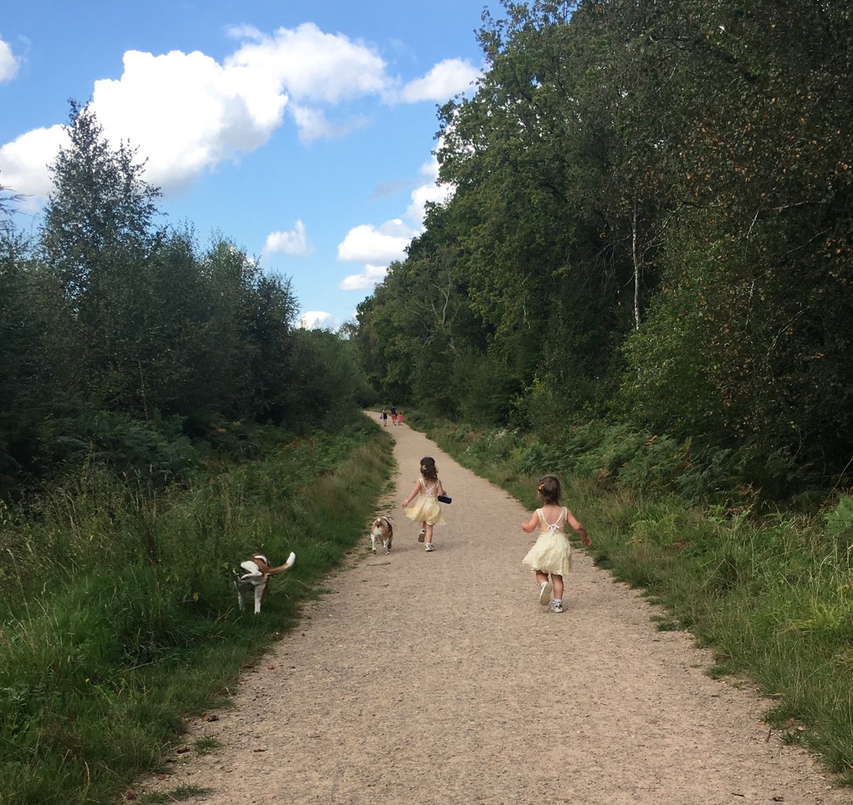 Walkies with the princesses.... &amp; Buddy mid pee 🙈