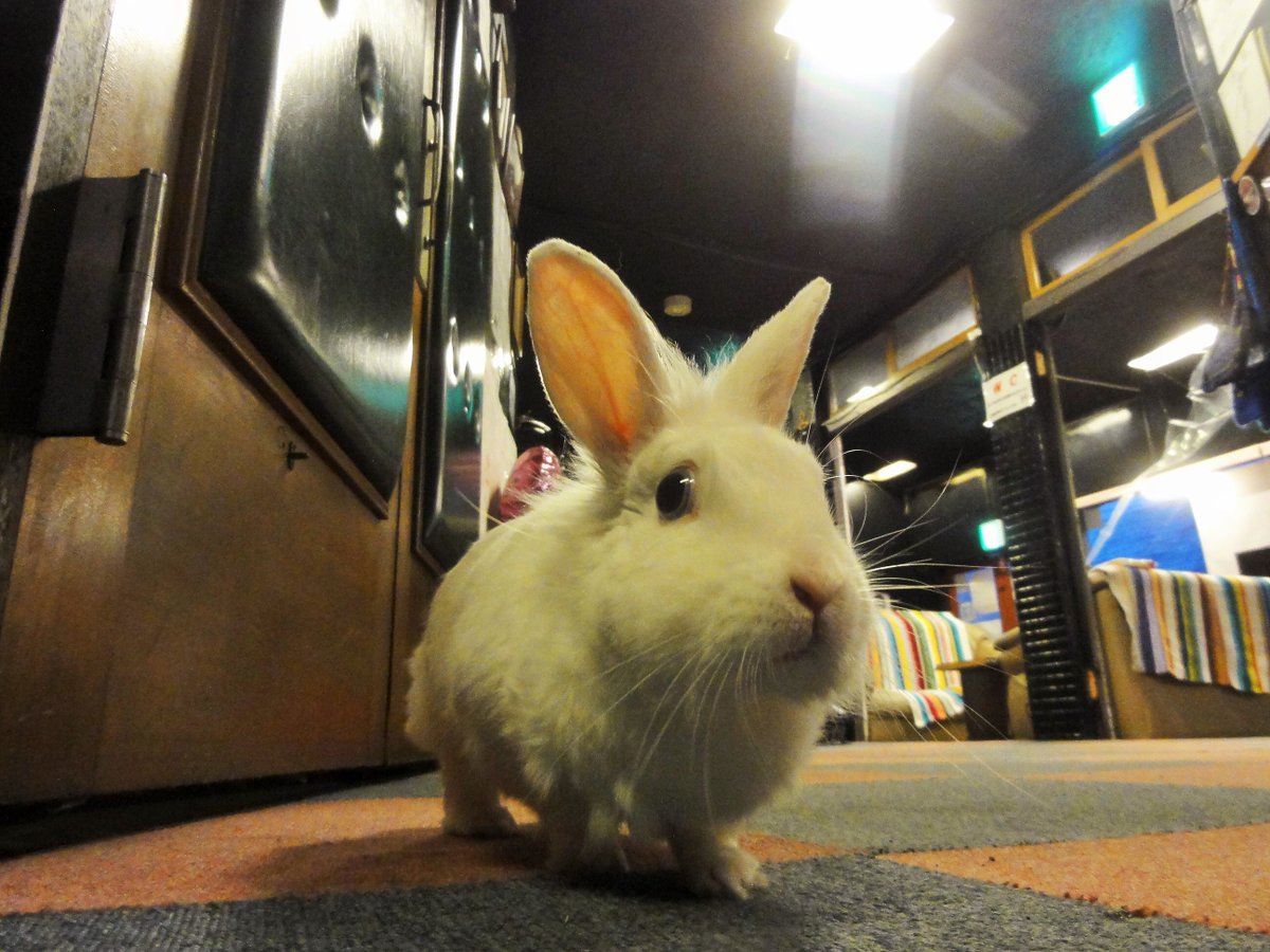 御成座 うさぎの一歩が やがて道になるのさ