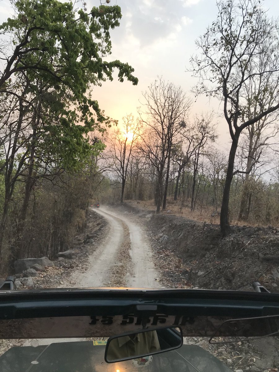 scatti1's tweet photo. @jw_teach Good morning from @KanhaTigerReserve #TigerHunt #CameraOnly #FingersCrossed https://t.co/E11UMPt3fm