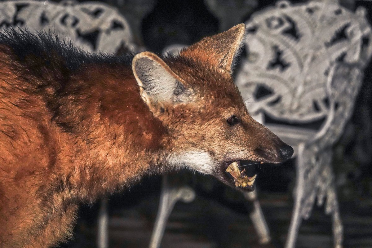 profrobyoung's tweet photo. Wild maned wolf at Serra do Caraça. The joy of studying wildlife lasts a lifetime. #animals #wolf #manedwolf #brazil #wildlife #minasgerais https://t.co/guOWu6OL3v