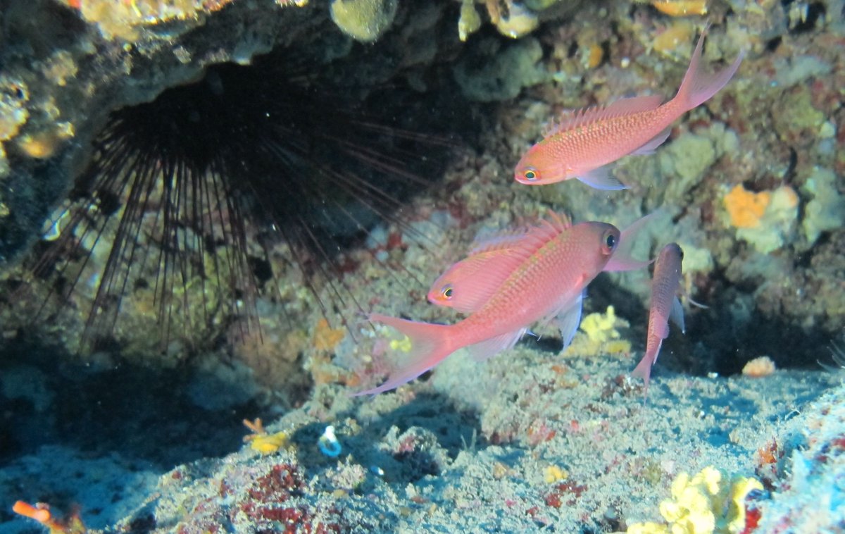OceanicPhotos's tweet photo. A beautiful group of swallowtail seaperchs (Anthias anthias). A beautiful species that can be found at depths of 30m in the #MediterranenSea! 🐠
📸:  Poisson Flotté (Flickr)
#UnderwaterPhoto #HappySaturday #Mediterraneo #OurOcean #Science https://t.co/JPvg3JPijH