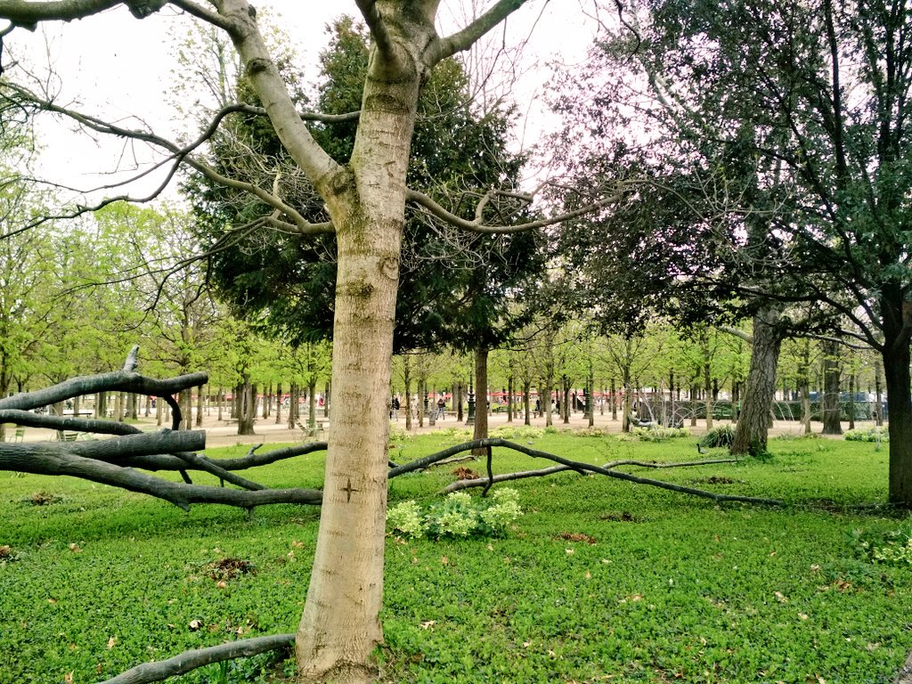 Artepolis_es's tweet photo. Giuseppe Penone realizó esta escultura usando como molde el árbol caído tras una gran tempestad. En los extremos de sus ramas se plantearon otros árboles que crecen. "L'arbre des voyelles", 1999
#Tulleries https://t.co/O9VoFl4SZO