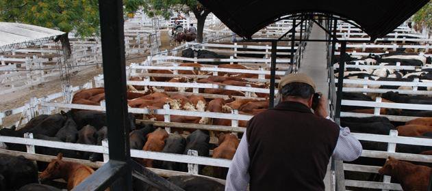 #Hacienda | Las #cotizaciones del #MercadodeLiniers del 29/4/19