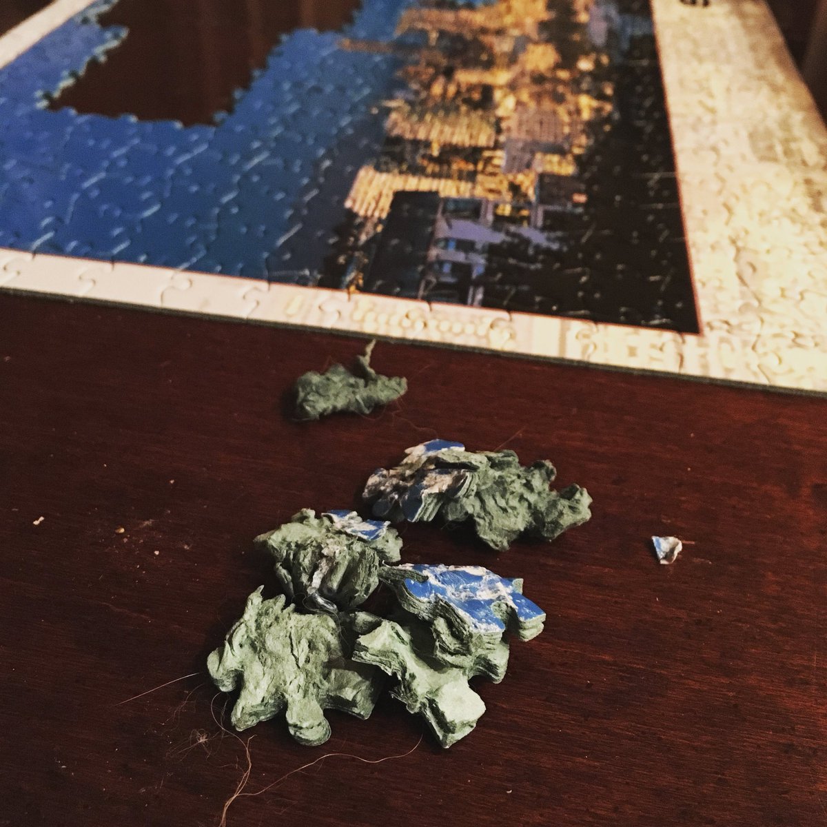 OhHelloJuno's tweet photo. Anyone else try to eat puzzles? Wouldn’t recommend it. Tastes like boxes and makes Boss grumpy. Sorry Boss. #naughty #keeshond https://t.co/b30dfictx5