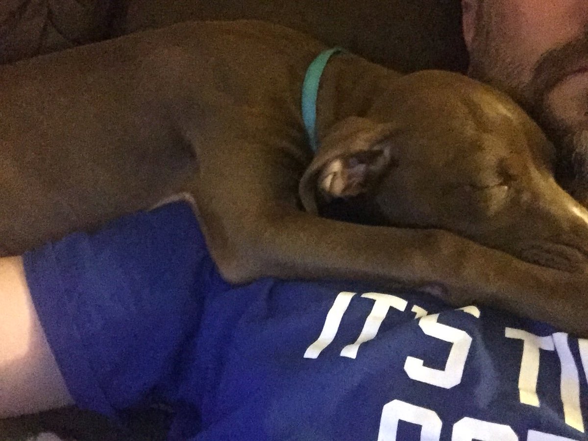 StrokerAceKid's tweet photo. She’s no lap dog . #ShoulderDog https://t.co/tAlXTpgyZP