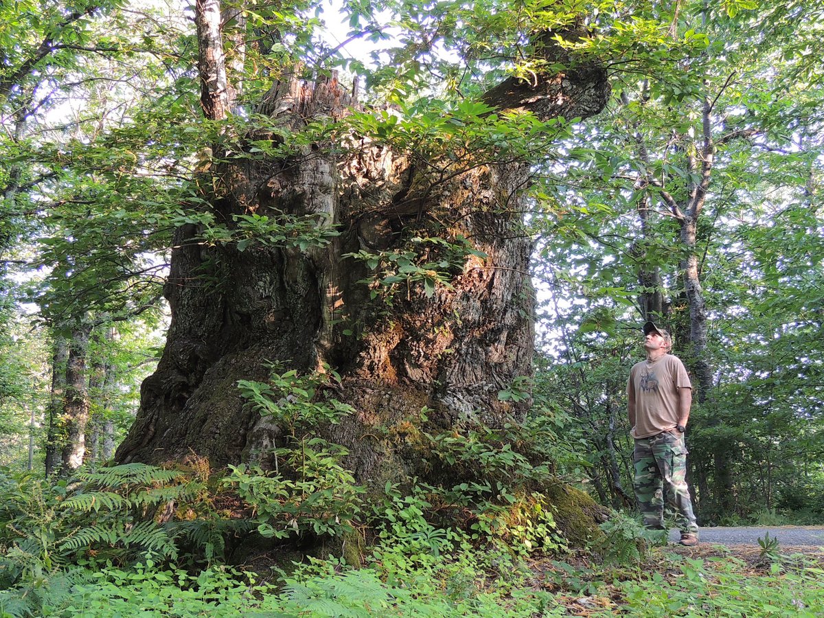 @AncientTreesATF 
@MkcPoli
#alberi monumentali
Alcuni scatti del 2013 al castagneto monumentale di #Poranceto nel comune di #Camugnano (BO). La circonferenza massima da me misurata in un esemplare e' di 9,30 m (apd).
Una delle piante nelle foto e' crollata nel febbraio 2014