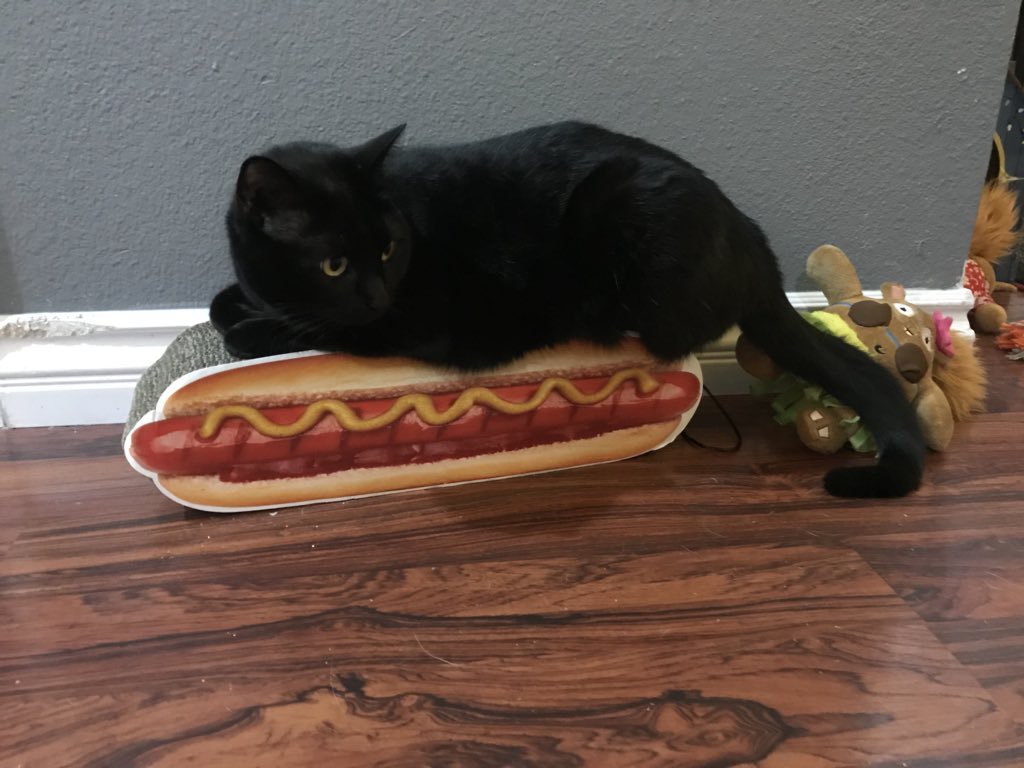 cat eating hot dog