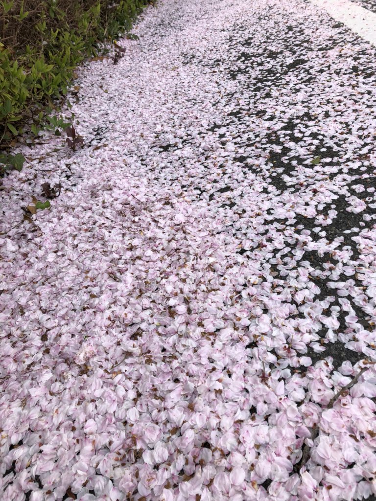 赤穂御崎桜 赤穂御崎桜