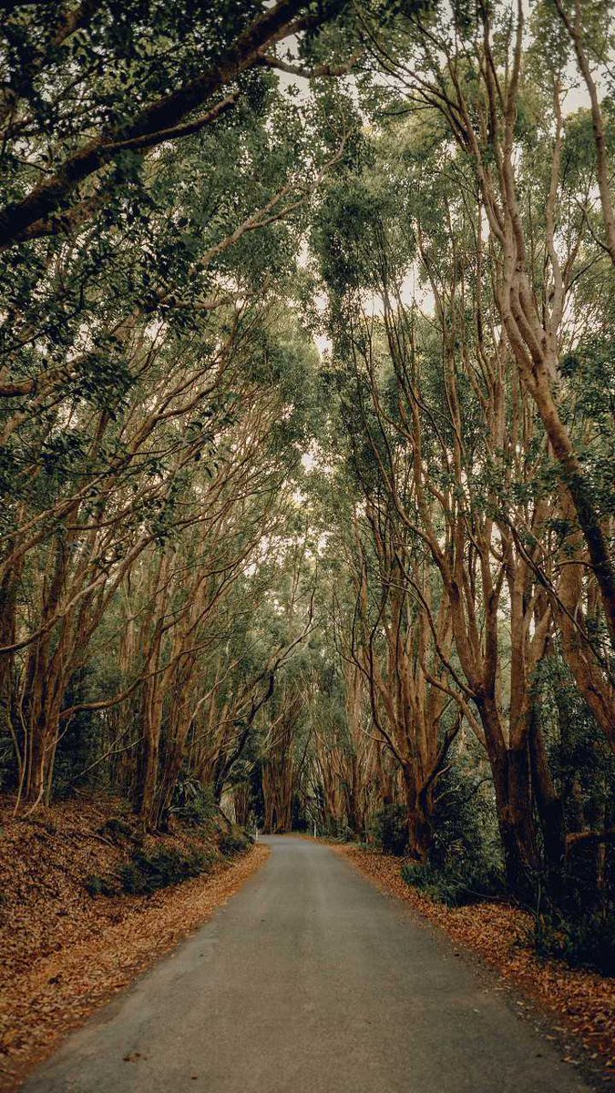 QHD_wallpapers's tweet photo. Beautiful 👌😍
Image By: Paula May
#DownloadTheApp
https://t.co/48dePLnQ6Y
#trees #road #path #way #hightway #green #forest #PhotoOfTheDay #QHDWallpapers #wallpapers #HDWallpapers #photography #wonderful #awesome #amazing #beautiful #Download https://t.co/p9iJSgNSEo