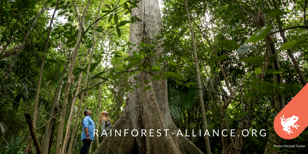 RnfrstAlliance's tweet photo. Trees know how to stay connected. Shouldn't we? We're #StrongerTogether: https://t.co/N0TZjMRXma #StrongForests https://t.co/wyEsYujeHY