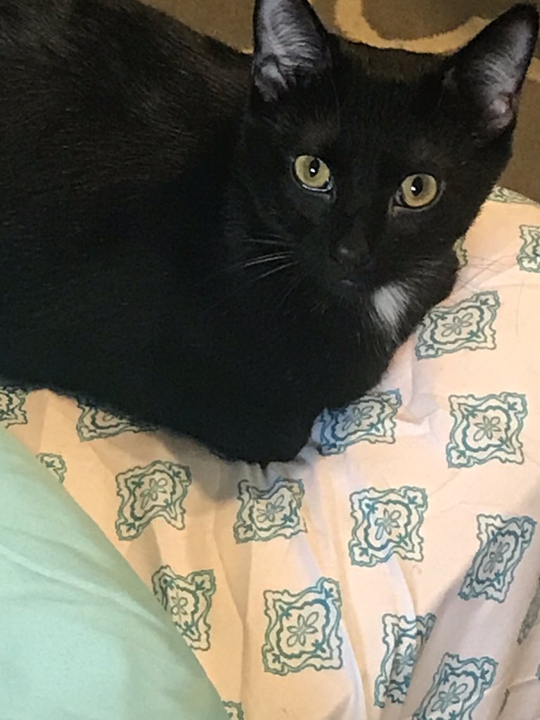 magpiemua3's tweet photo. @elvinromanx Hinata 😍my baby. Always adopt black cats. They tend to be put down quicker than other colors and people don’t adopt them as much! https://t.co/s2TPaq7XvW