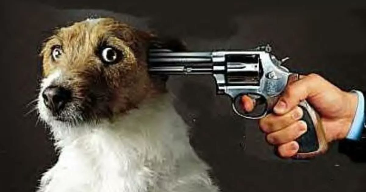 kaozclown's tweet photo. Go listen to @GYS_horrorpod or the dog gets it!
#horror #HorrorMovies #nojoke #SoundCloud #podcast #iTunes #SoundCloud #Hard2FaceReality #AbusingHashtags https://t.co/jiBWqskdHr