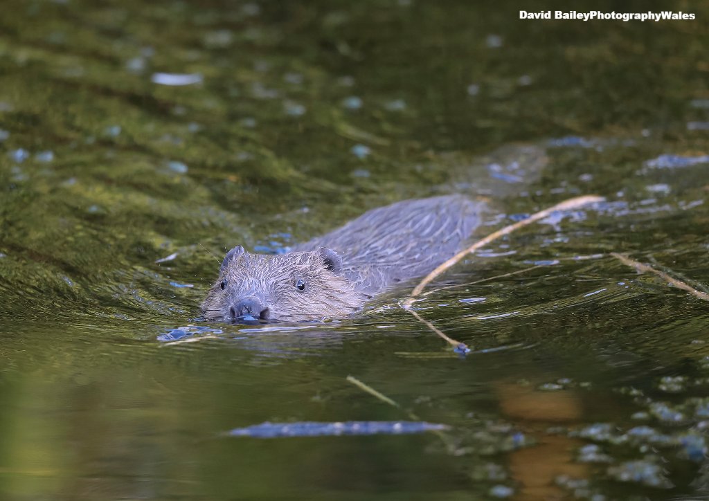 Happy #InternationalBeaverDay! #LoveWildlife