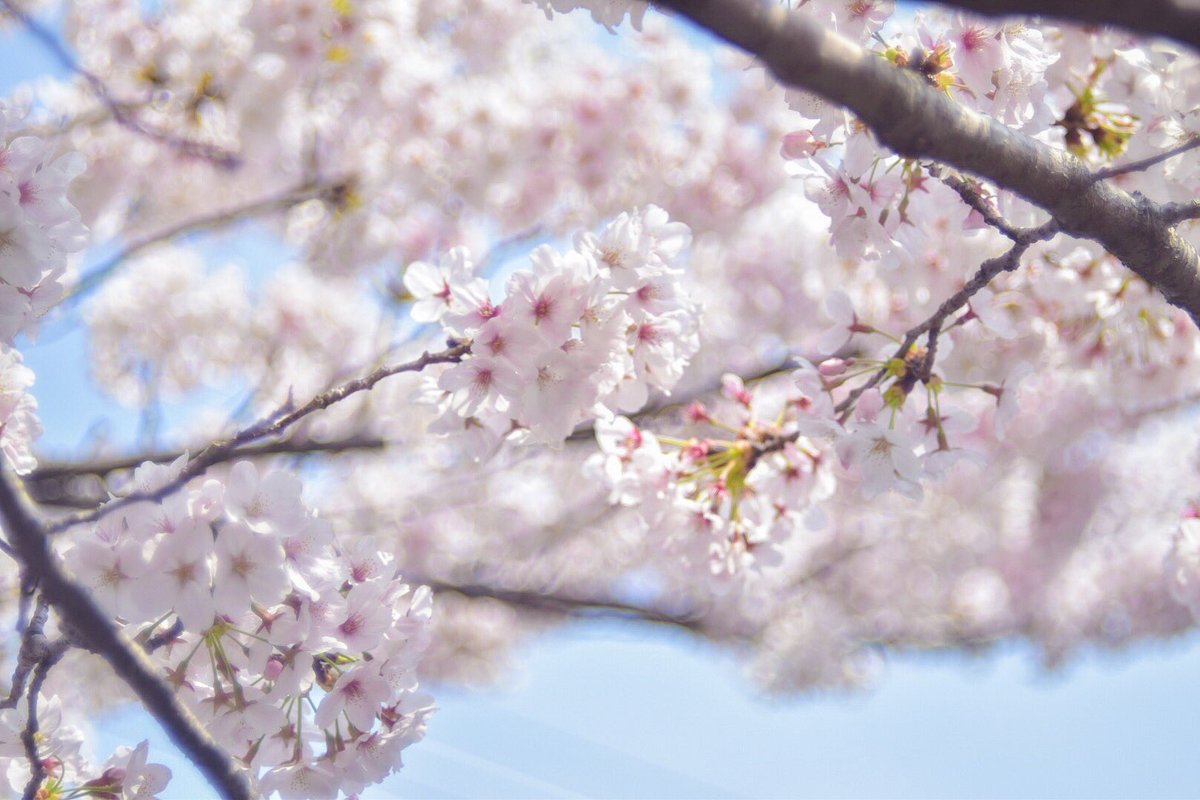 611y_k's tweet photo. 今年の桜
.
#オールドレンズ #ヘリオス #photo #coregraphy https://t.co/z7SIPwQ6dN