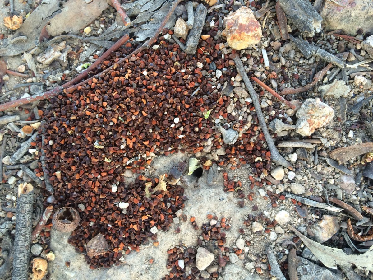 NickiTaws's tweet photo. Seed collection made easy. Well-trained ants gather Red Stringybark seed for us. https://t.co/Nf0altKVz3