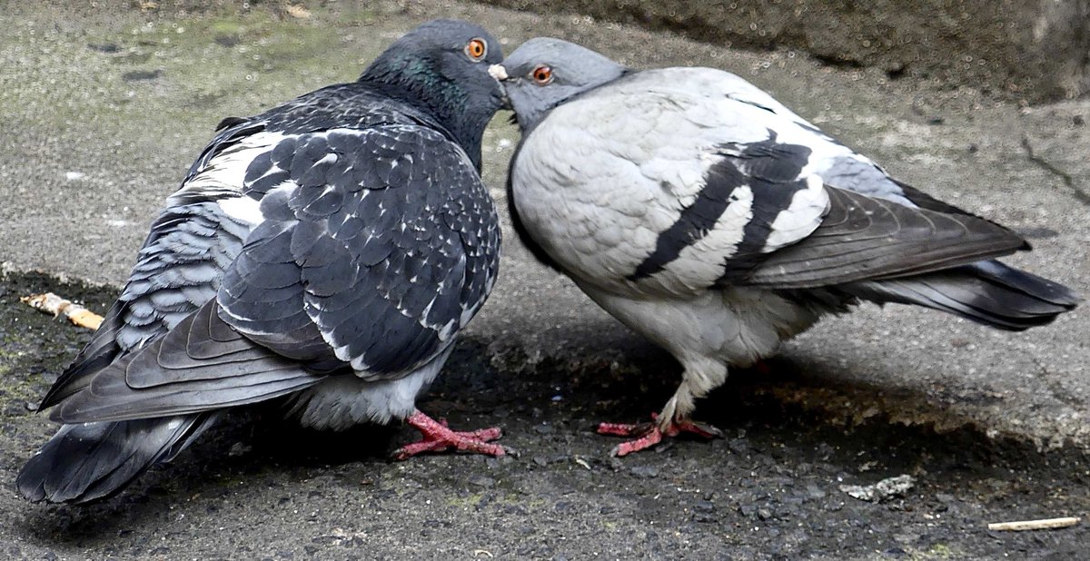 He kissed me in a way that I'd never been kissed before. #edinburgh #pigeon #theCrystals goo.gl/n7zeCj