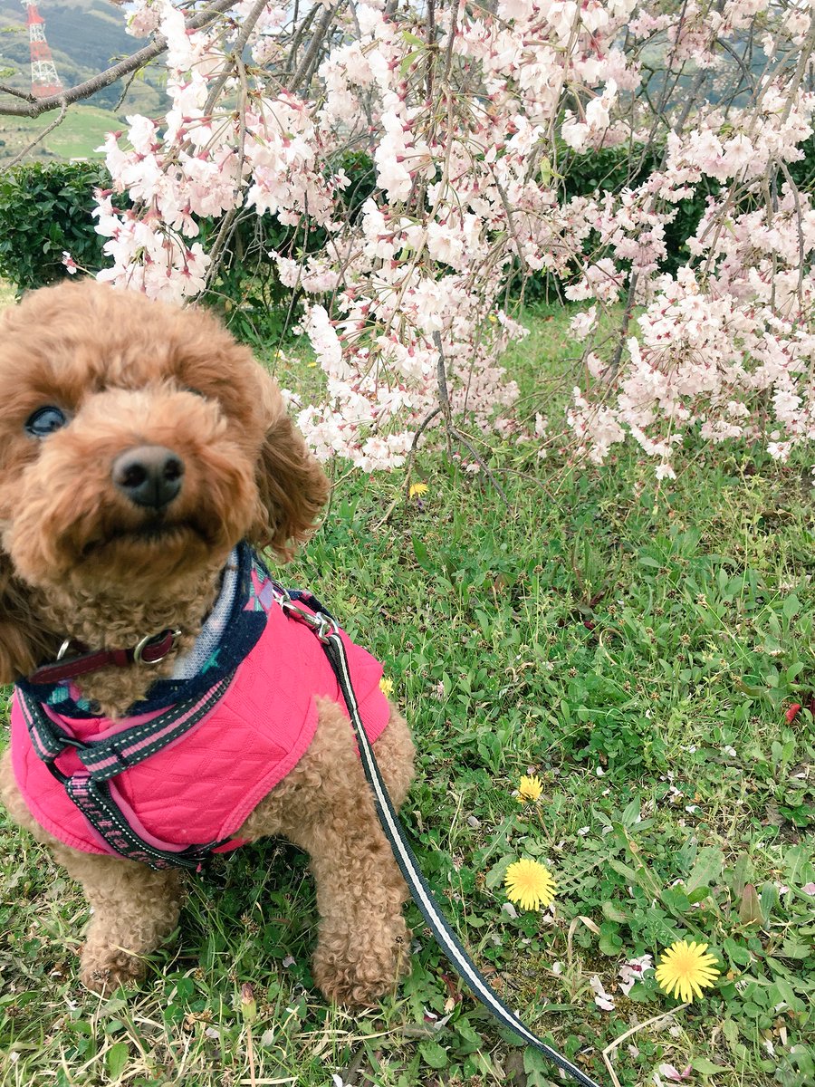 ameyuki550's tweet photo. 桜も、もう終わっちゃったなぁと思って散歩してたら遅咲きの桜発見😳
しだれ桜なのかなー？地面すれすれまで垂れてていい写真撮れました😊✨ https://t.co/VszbVujX00
