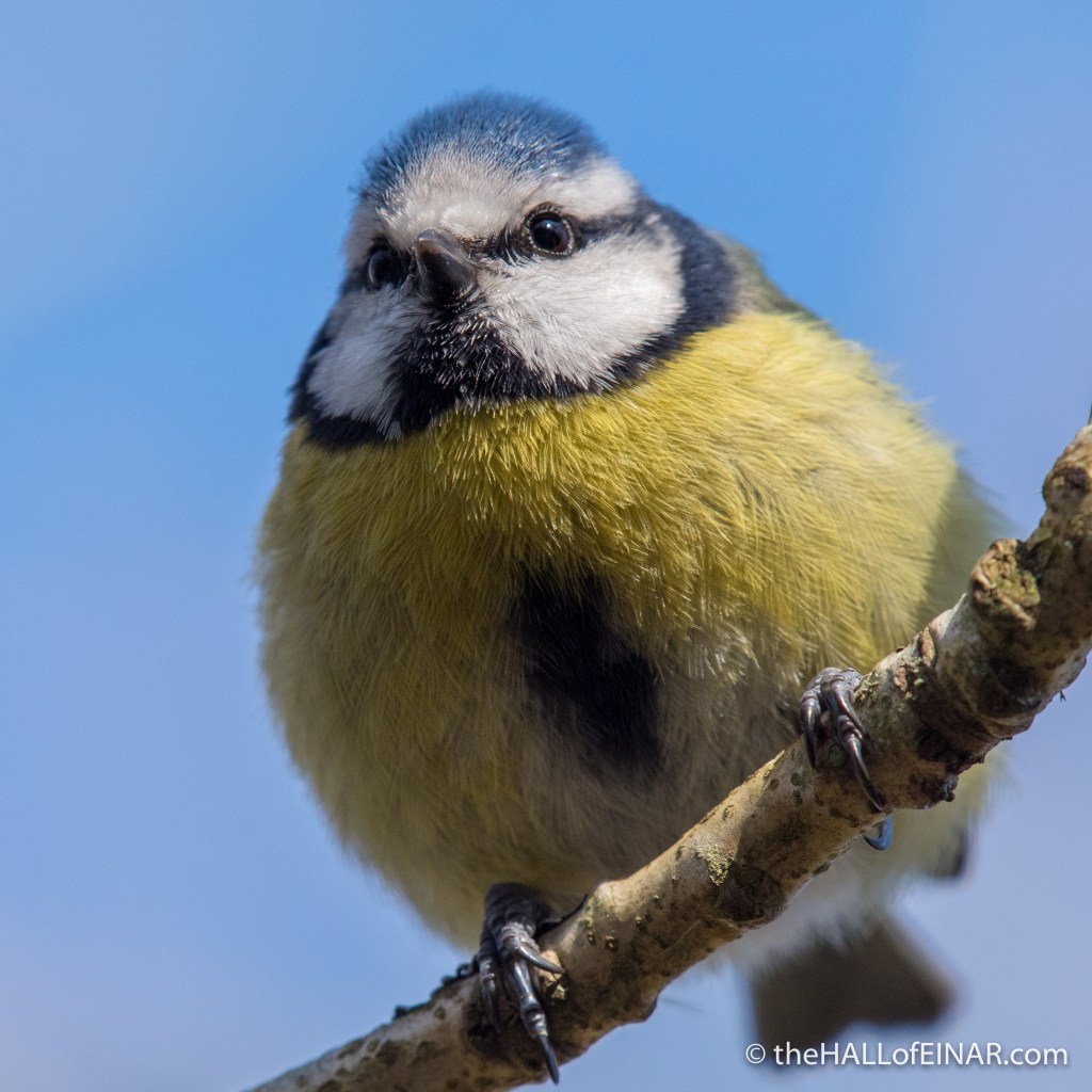 theHALLofEINAR's tweet image. New article: The origin of the name Blue Tit @Natures_Voice @Team4Nature300 #wildblogs thehallofeinar.com/2018/04/blue-t…