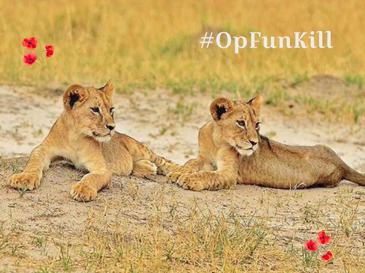 AniroC_2's tweet photo. @h0t_p0ppy @ProphecySec Wow! All the sites down! Now #trophyhunters must hunt each other! Now that would be the solution against the killing of animals! 🐾💕
Thank you #ProphecySec #OpFunKill https://t.co/ac4LVSIunF