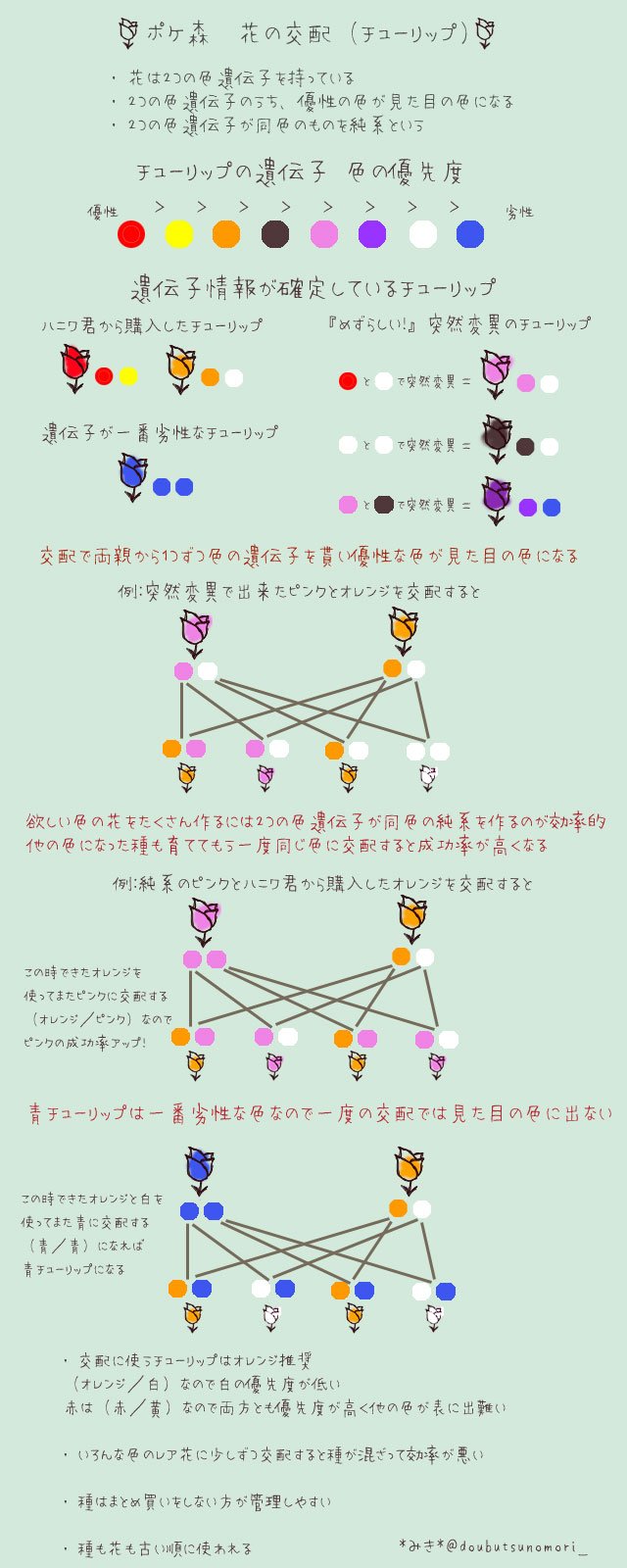 チューリップ ポケ 交配 花 森 の