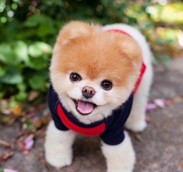 二度見するほど美しい生き物 柴犬カットのboo 柴犬カットをしたポメラニアンのboo 海外のキューテストドッグで1位をとった大人気な犬でその可愛さに世界中にファンが存在しています
