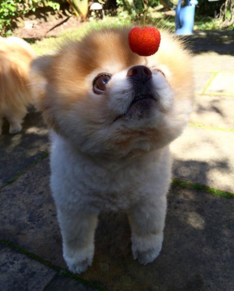 二度見するほど美しい生き物 柴犬カットのboo 柴犬カットをしたポメラニアンのboo 海外のキューテストドッグで1位をとった大人気な犬でその可愛さに世界中にファンが存在しています