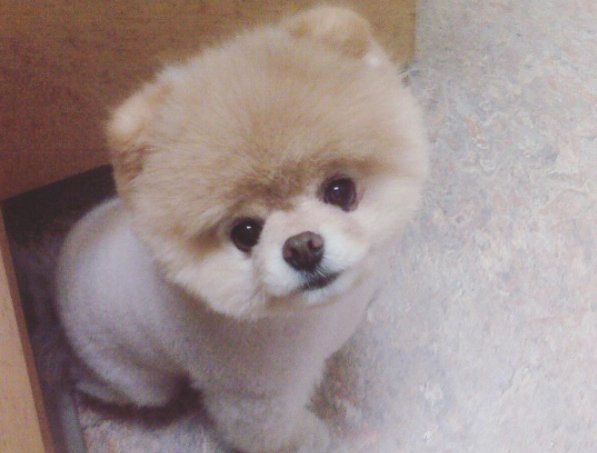 二度見するほど美しい生き物 柴犬カットのboo 柴犬カットをしたポメラニアンのboo 海外のキューテストドッグで1位をとった大人気な犬でその可愛さに世界中にファンが存在しています