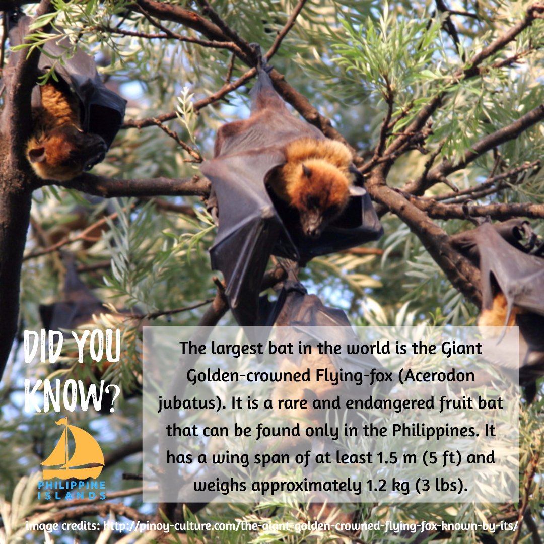 Philippine Islands Su Twitter Didyouknow The Largest Bat In The World Is The Giant Golden Crowned Flying Fox Acerodon Jubatus It Is Rare And Endangered Fruit Bat That Can Be Found Only In The