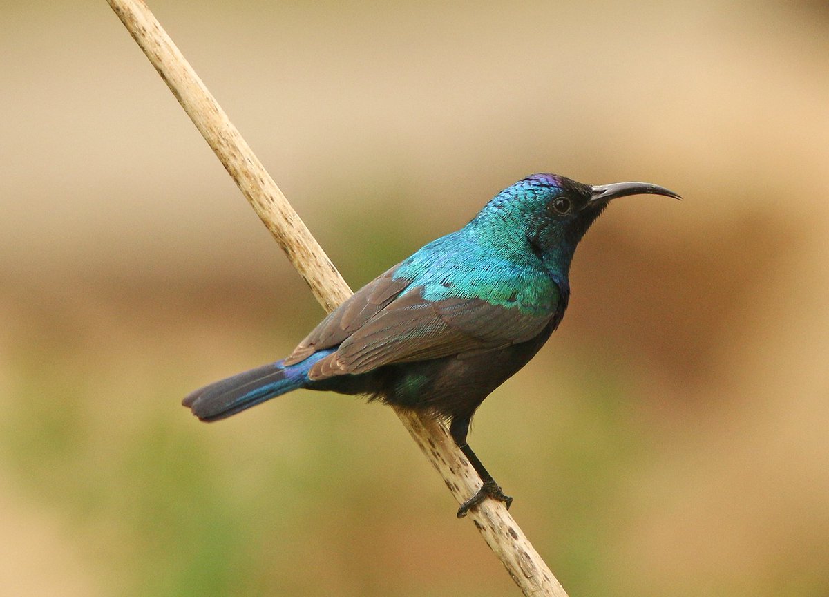 Markthebirder's tweet photo. Palestine Sunbirds and Palestine Sunbirders - hard to choose between 'em.... https://t.co/4tZJv7rs30 #COTF18 #goterriers #zeissbirding https://t.co/2EHWEFqCir