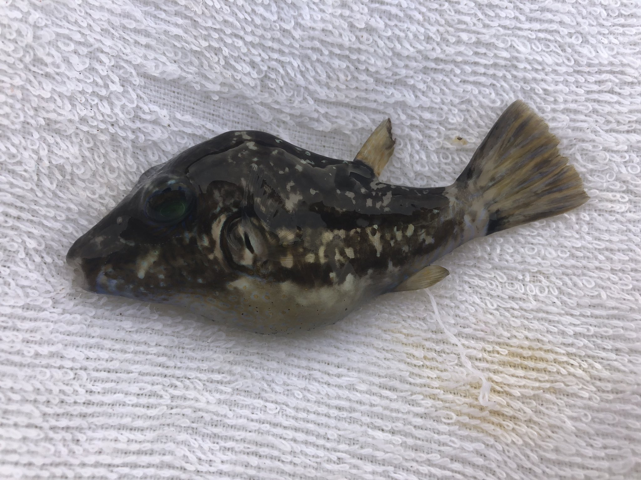 さかな芸人ハットリ 13 300種類目 鰭を怪我したチビのメジナ 14 300種類 目 グリーンの瞳がステキなキタマクラ 15 300種類目 利根川のアメリカナマズ 詳しくはブログにて 300種類の魚を釣るまで自分で釣って調理した魚以外食べないチャレンジ 釣っ