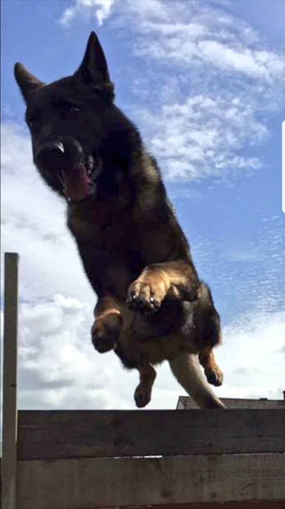 PSOSDogs's tweet photo. PD Buck was deployed in Greenock after reports of a man being stabbed. Buck tracked through the streets to an address and the suspect was within. #IncomingFurryFreightTrain #WeekendInTheJail #PDBuck https://t.co/rZezqV0eGv