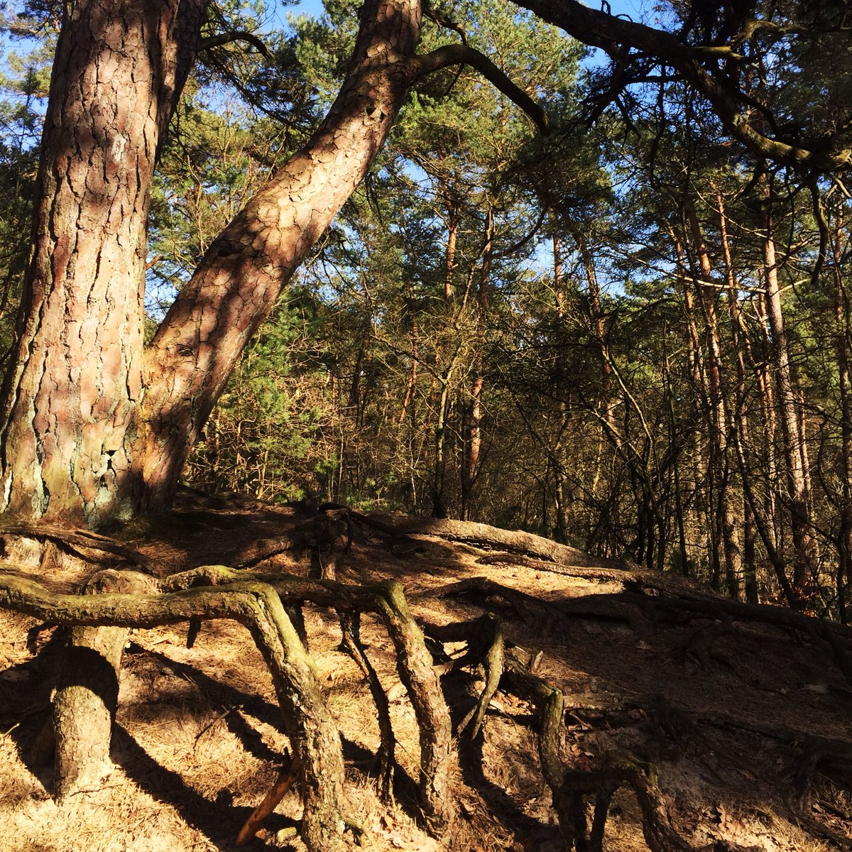 Deze week 75km gemaakt🏃🏻‍♀️🏃🏻‍♀️🏃🏻‍♀️En omdat hardlopen met een doel leuker is schreef ik me in voor #deloopvanleidscherijn. Nu nog een leuke hele marathon uitzoeken voor het najaar.