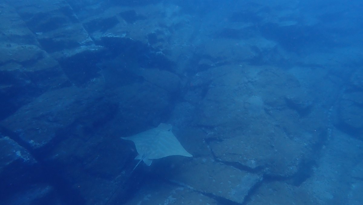 VegnAdventurist's tweet photo. @Intrepid_AdvMag @VertebratePub #IAMintrepid Hiking #Tenerife & Teide national park and finishing with kayaking and snorkelling with bull rays and green turtles :) Best trip to date https://t.co/OHzfDUoD79