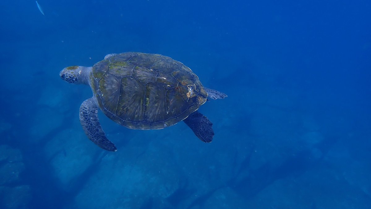 VegnAdventurist's tweet photo. @Intrepid_AdvMag @VertebratePub #IAMintrepid Hiking #Tenerife & Teide national park and finishing with kayaking and snorkelling with bull rays and green turtles :) Best trip to date https://t.co/OHzfDUoD79