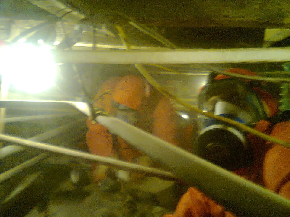 Asbestos voice tweet media