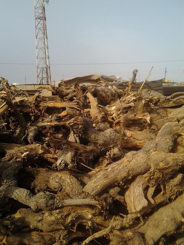 Abibi_Nsroma's tweet image. Wood and charcoal are burned, trees often disappear. Africa loses some 0.5% of its forests every year by IEA. #cookingshouldnotkill #climatechange #SDG7 #SDGs #HealthForAll #Energypoverty #BonnFiji  #FAO #Cookstoves #cleanenergy #SDG7AllEqual #cleanfuels #SEforALLorg #UHC