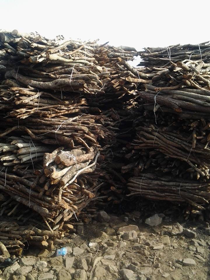 Abibi_Nsroma's tweet image. Wood and charcoal are burned, trees often disappear. Africa loses some 0.5% of its forests every year by IEA. #cookingshouldnotkill #climatechange #SDG7 #SDGs #HealthForAll #Energypoverty #BonnFiji  #FAO #Cookstoves #cleanenergy #SDG7AllEqual #cleanfuels #SEforALLorg #UHC
