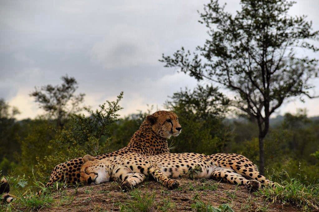 amlodge_za's tweet photo. Picture perfect 👌 https://t.co/PV6KyxE7no