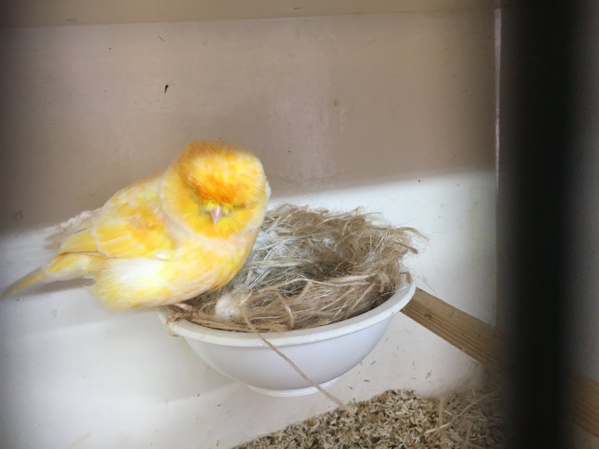 TheCanaryRoom's tweet photo. Norwich cock on nest watch https://t.co/HJuZHjzjDE