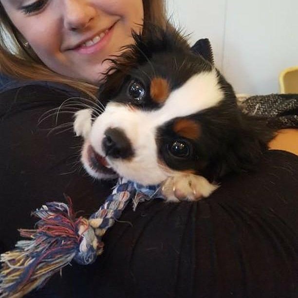We had a special little visitor at <a href="/RoyalSpaBNI/">Royal Spa BNI</a> this week 😍 Burd the #cavalier #puppy stopped by to give us some cuddles after a morning of #business 🐕 Follow Burd's instagram @burdthecavalier page for more of this cutie pie #BNIBurd