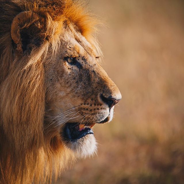 OneTouchMediaKe's tweet photo. Making portraits with the King of the Jungle. Catching this beast of his early morning stroll was such a treat.
📷 @stevekitots https://t.co/5U4Gzmafvn https://t.co/obL8k2hAcM