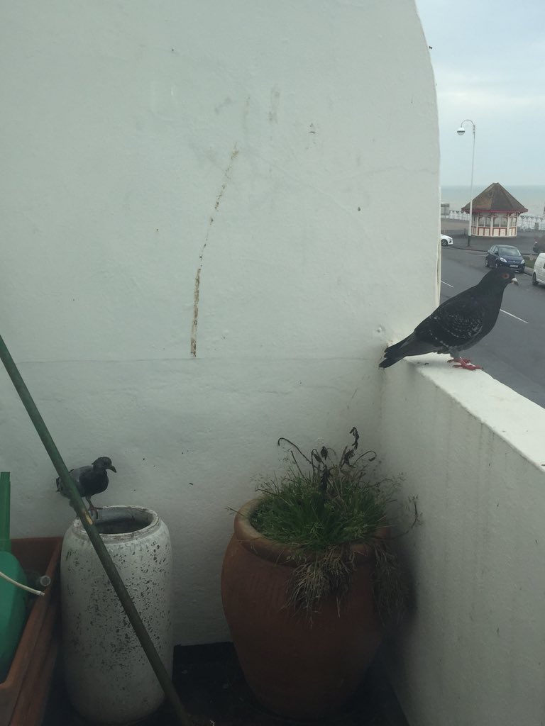 babbit_janeway's tweet photo. Freaked out by this @thimbleweedpark moment on my own balcony this morning. 🐦🐦#thesignals https://t.co/X52W9ktDWd