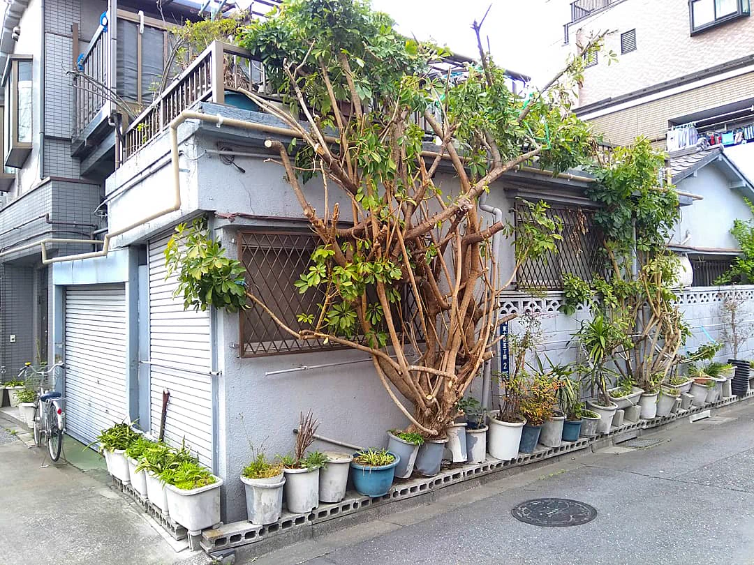 いや、こんな植木鉢あんの？w家から生えてるみたいにみえる植木鉢がすご過ぎw