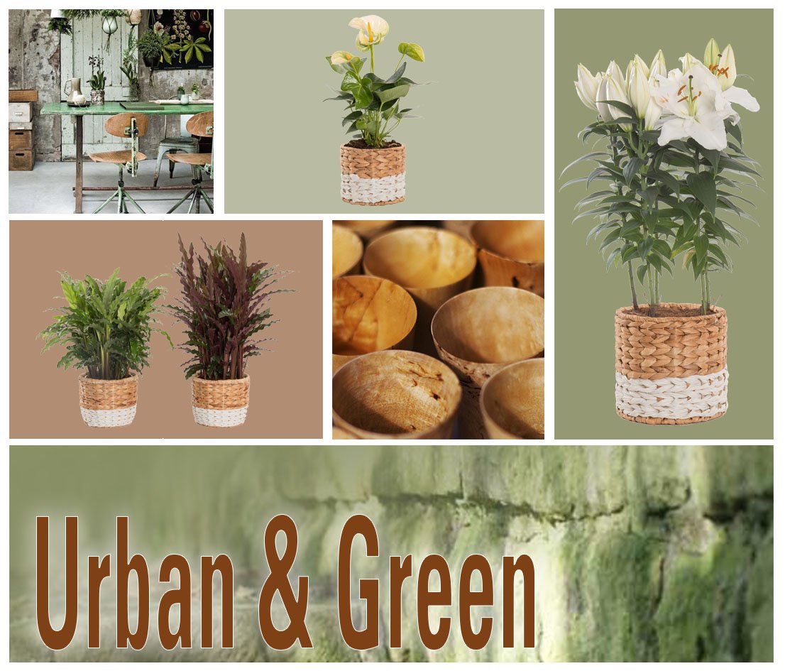 Vandaag en morgen <a href="/Kikwestland/">Komindekas Westland</a>!
Bij <a href="/voortpotplanten/">Vd Voort Potplanten</a> (bedrijf 6 plattegrond) gaat u genieten #presentaties #collecties #planten! Tot straks!