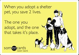 gsrescueelite's tweet photo. It's #SaturdayMorning so that means Urgent Dog Day 🐾
Please take a second to RT our #dogs and let's find some forever homes 🏡
https://t.co/hTts0mp7iC https://t.co/tdZBTiAfNN