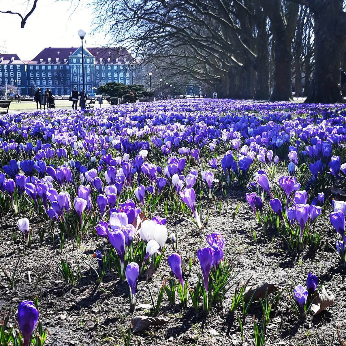 jch_Human2Human's tweet image. Taka wiosna tylko w Szczecinie ❤🌷⛵

#wiosna #krokusy #lepiejnizwzakopanem #radość #szczecin #sweethome