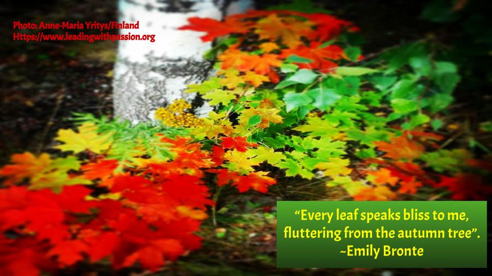 annemariayritys's tweet image. What are some of the risks of climate change to trees and forests?
bit.ly/PLANTATREE888 #climatechange #climateaction 
#environment 
#energy