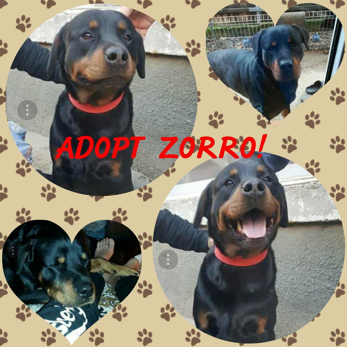 HelpPoorRotties's tweet photo. #RescueDogs #AnimalWelfare #Help
ZORRO is a good-natured #Rottweiler (male, 5), urgently in need of a responsible family in Europe or #sponsors.
https://t.co/kT5YYi0xxn
All information on #facebook or ask Elena Cozma-Tarola by email: adopt@rrr.dog
#Adoption #RRR #DeathRowDogs https://t.co/ebbHHXxgs3