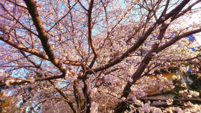 「桜 空」のTwitter画像/イラスト(古い順)