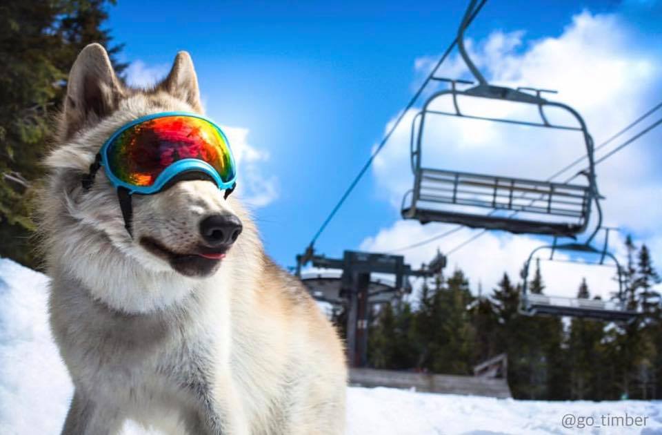 This winter was pawesome! Get out to @boltonvalley this weekend for spring fun to closeout the season 🏂 goo.gl/pqxWJP
 photo: @go_timber #VT